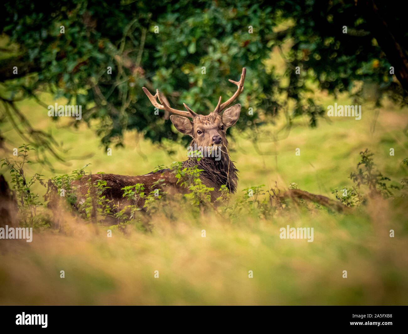 Manchurian Sika Hirsche, Studley Royal Park, North Yorkshire, UK. Stockfoto