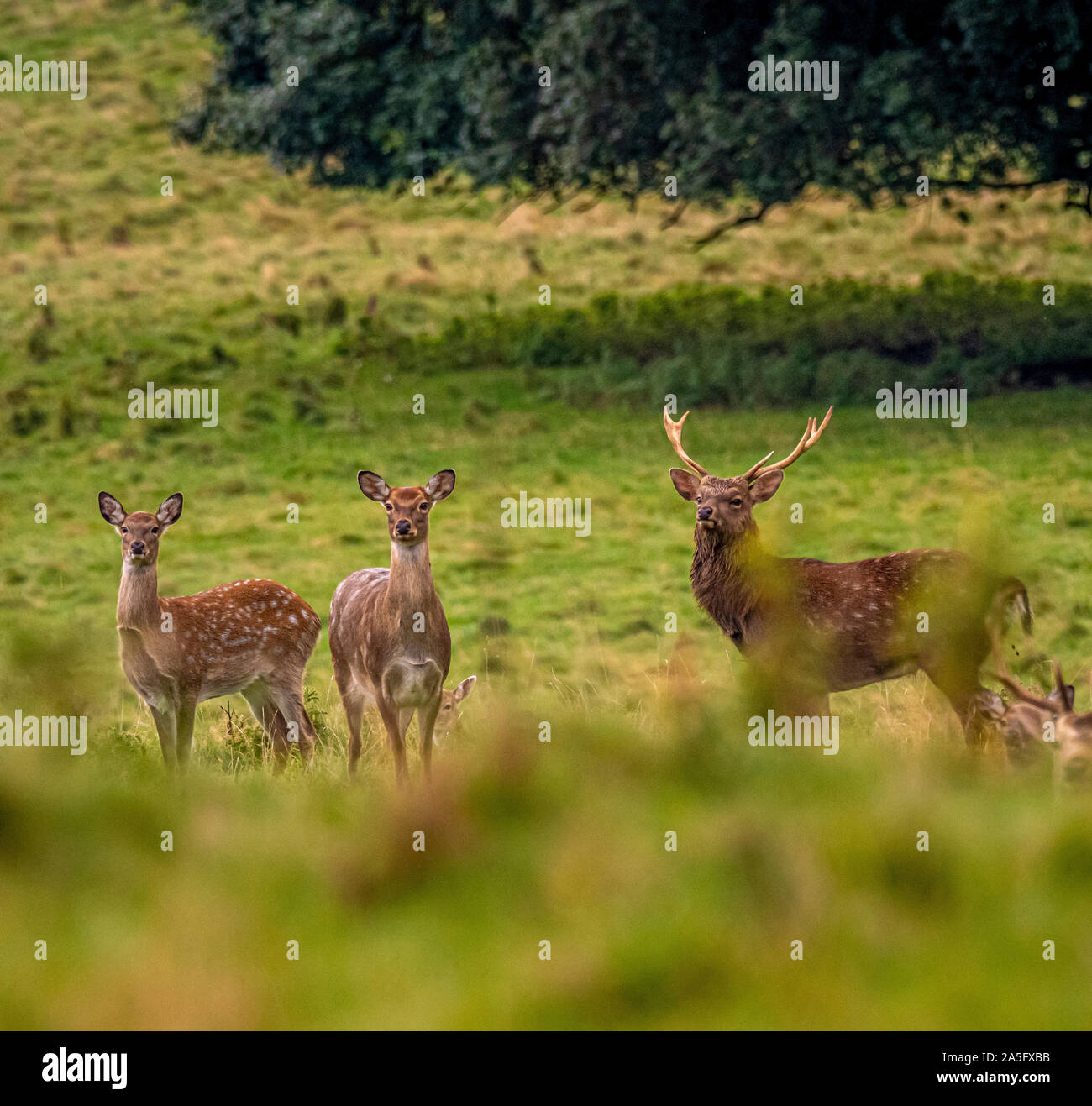 Manchurian Sika Hirsche, Rehe und Hirsche Studley Royal Park, North Yorkshire, UK. Stockfoto