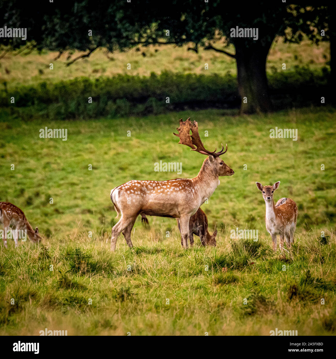 Damwild Buck und tut, Studley Royal Park, North Yorkshire, UK. Stockfoto