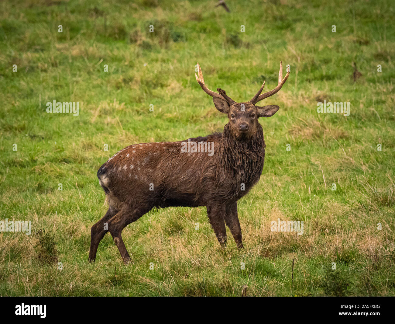 Manchurian Sika Hirsche, Studley Royal Park, North Yorkshire, UK. Stockfoto