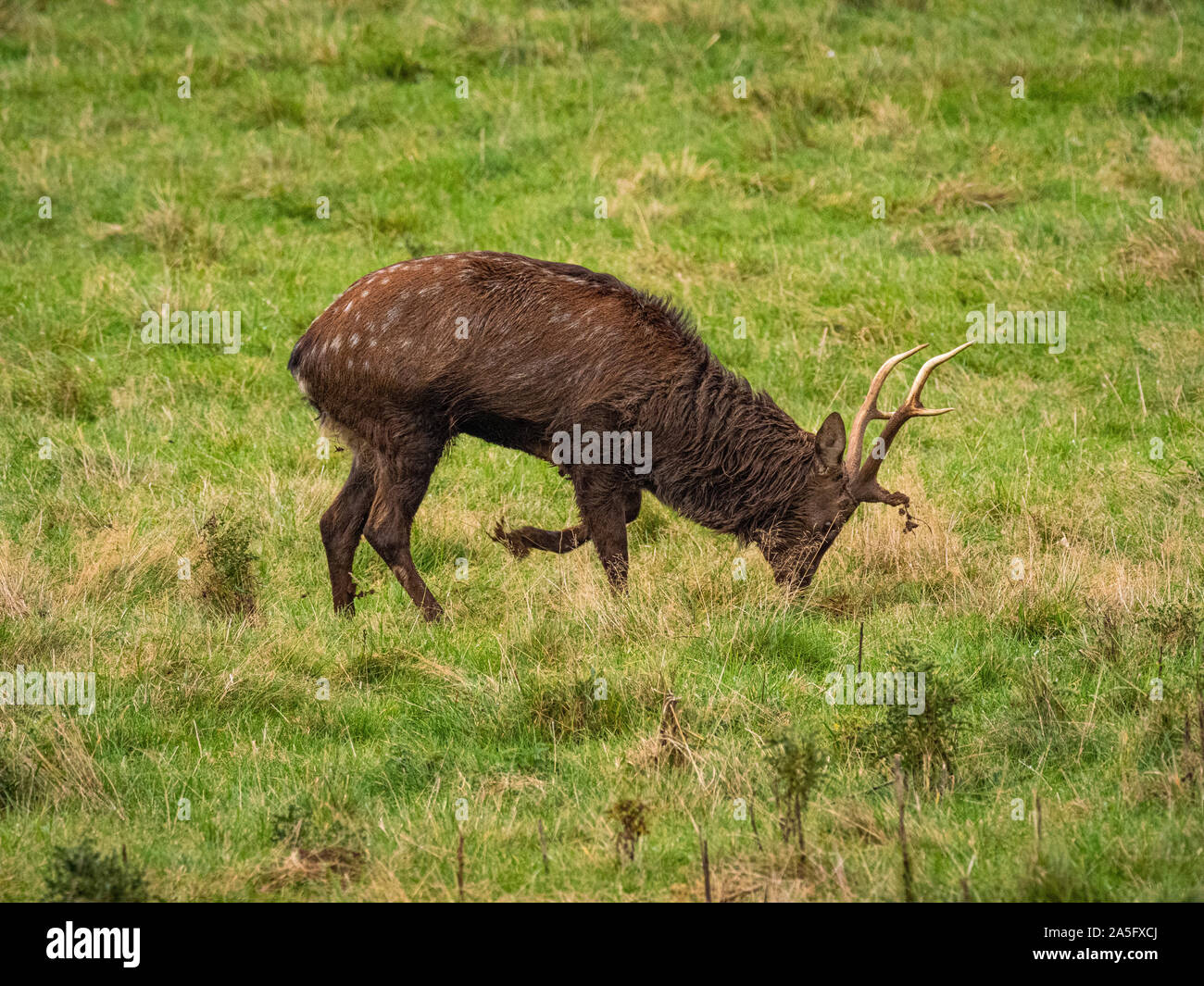 Manchurian Sika Deer, Duft-Kennzeichnung, Studley Royal Park, North Yorkshire, UK. Stockfoto