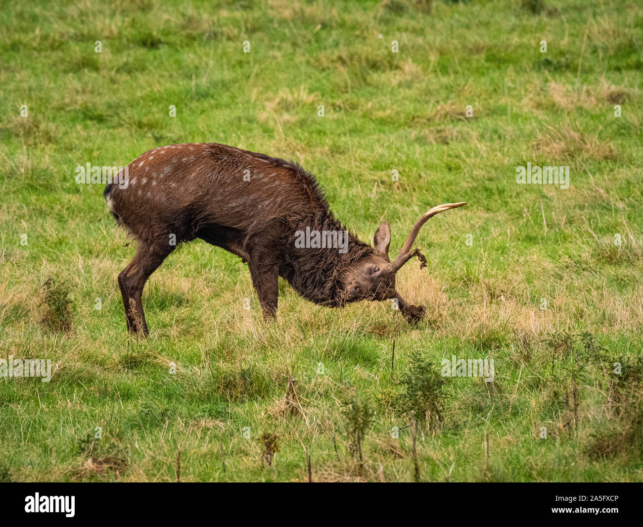 Manchurian Sika Deer dressing Geweih in Gras, Studley Royal Park, North Yorkshire, UK. Stockfoto