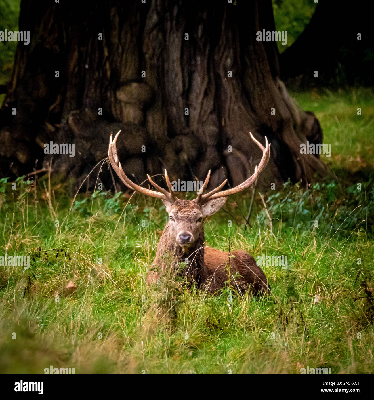 Red Deer Hirsch, Studley Royal Park, North Yorkshire, UK. Stockfoto