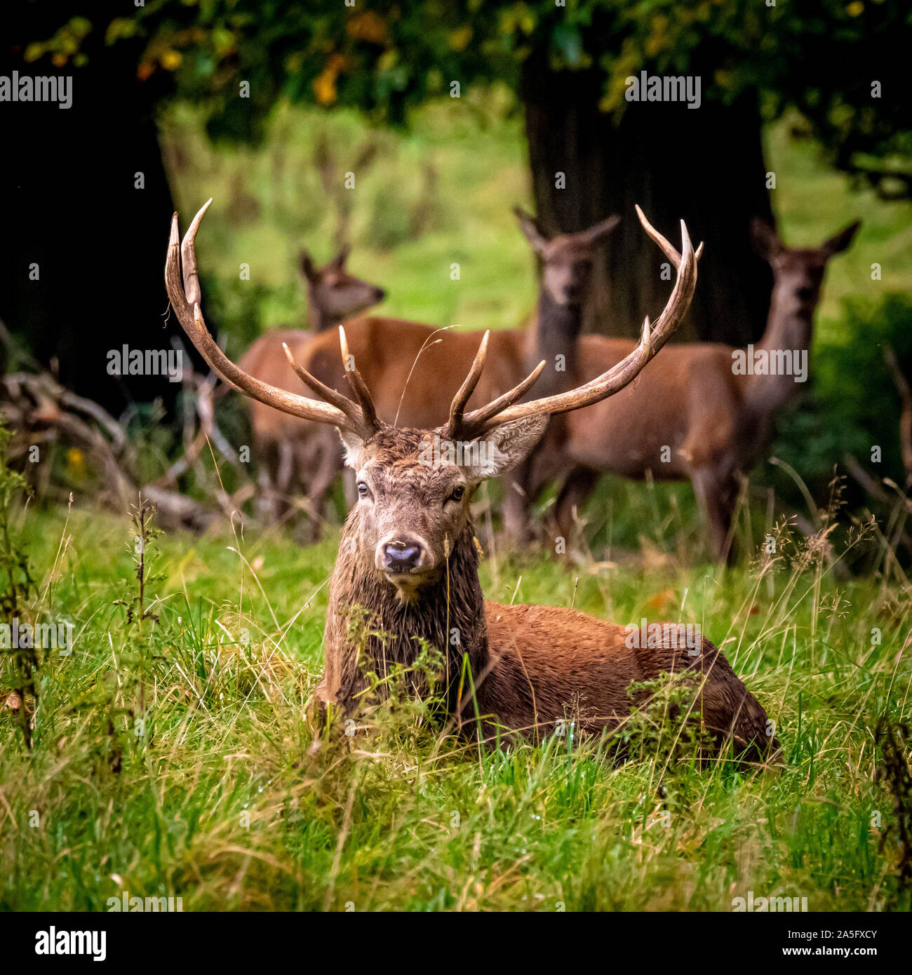 Red Deer Stag und Hinds, Studley Royal Park, North Yorkshire, UK. Stockfoto