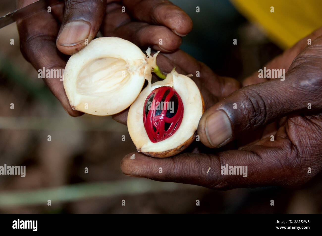 Schwarzer Mann Öffnen einer Muskatnuss Saatgut - Sansibar - Tansania - Afrika Stockfoto