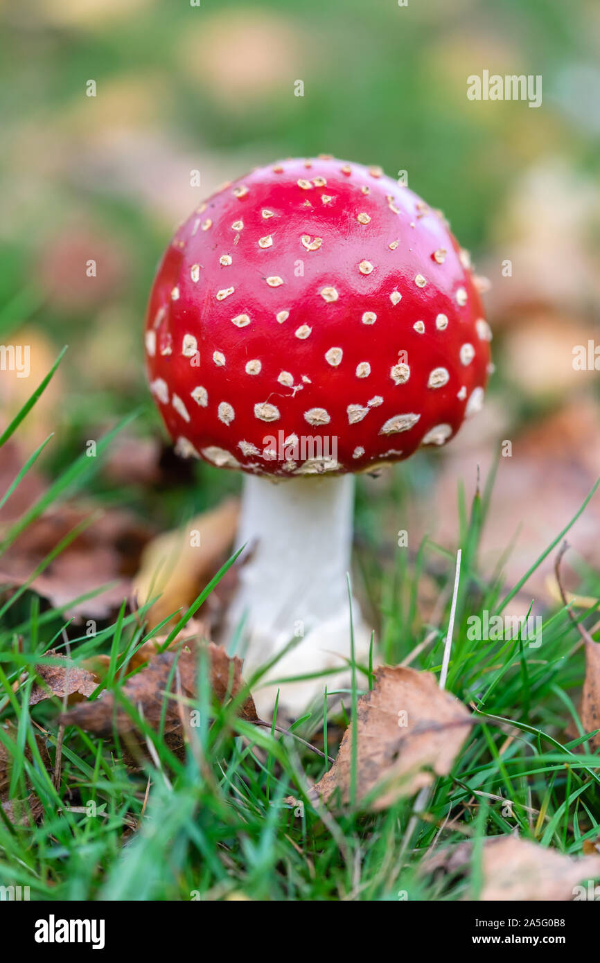 Fly Agaric (Amanita muscaria) auch bekannt als Fly amanita oder allgemein als Toadstool im Oktober im New Forest, England, Großbritannien Stockfoto