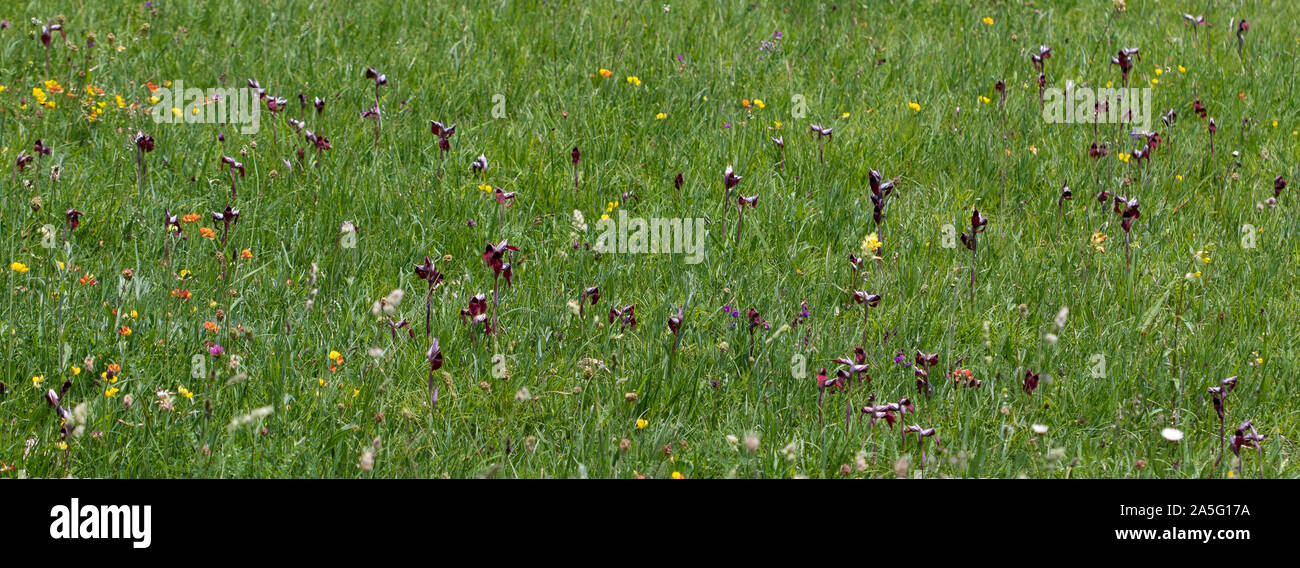 Große Kolonie von Herzen - lippig Zunge - Orchidee (Serapias cordigera) Blumen in einem Feld Stockfoto