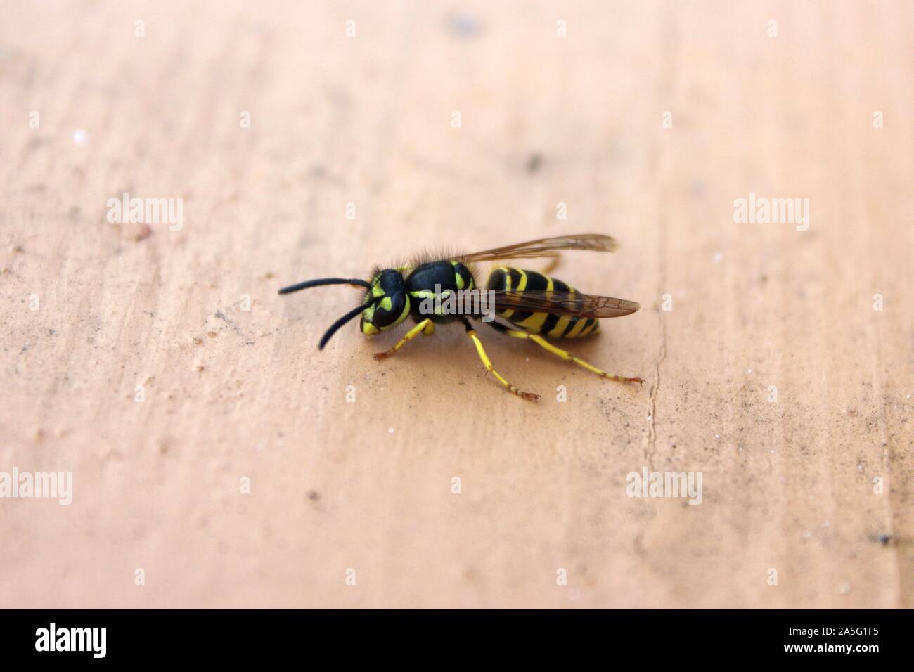 Eine kalte gelbe Jacke Wasp sitzen Im Herbst Sonne Stockfoto