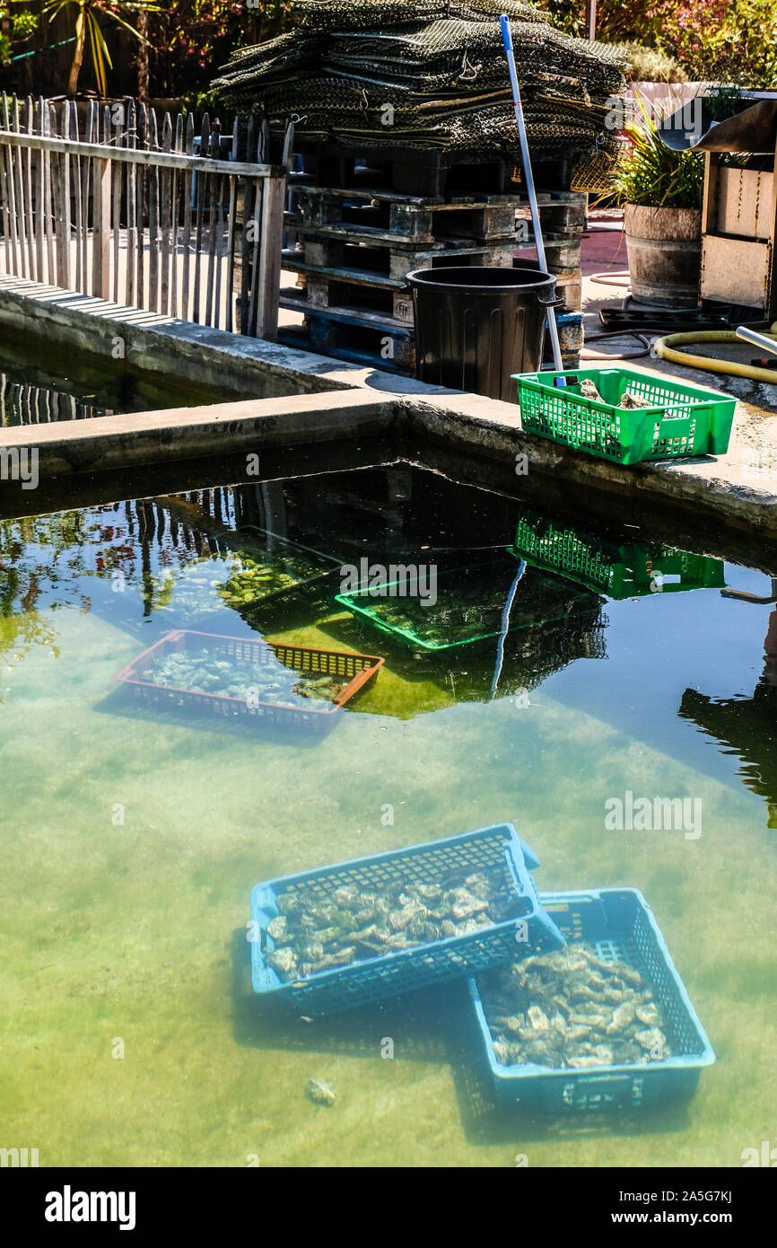 Versenkt oyster Pakete im Tank in Oyster Gärtnerei an einem französischen Fischerdorf in der Bucht von Arcachon, Frankreich Stockfoto
