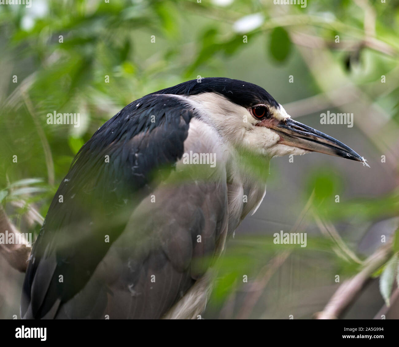 Schwarz - gekrönte Nacht - heron Barsch auf einen Zweig mit einem schönen Hintergrund und bis Ansicht schließen, seinen Körper, Gefieder, Auge und Schnabel. Stockfoto