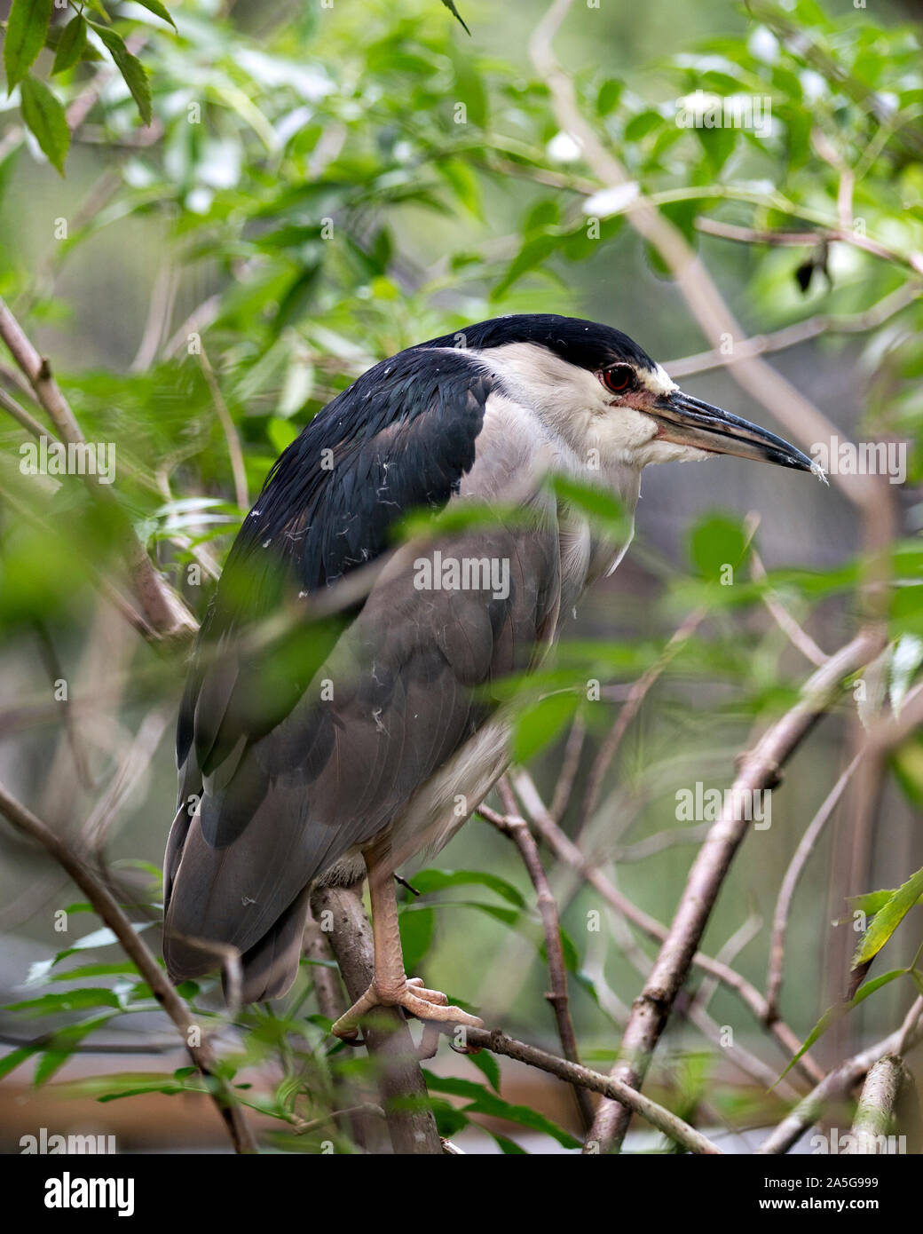 Schwarz - gekrönte Nacht - heron Barsch auf einen Zweig mit einem schönen Hintergrund und bis Ansicht schließen, seinen Körper, Gefieder, Auge, Schnabel und Füße anzeigen. Stockfoto