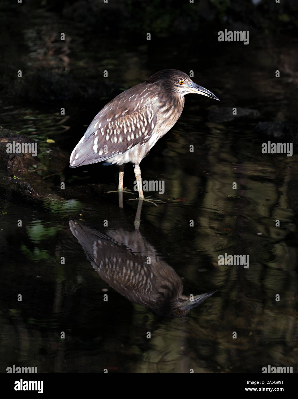 Schwarz - gekrönte Nacht - Heron juvenile Vogel im Wasser mit seiner Reflexion ihre Körper, Kopf, Augen, Füße, Gefieder mit einem Hintergrund. Stockfoto