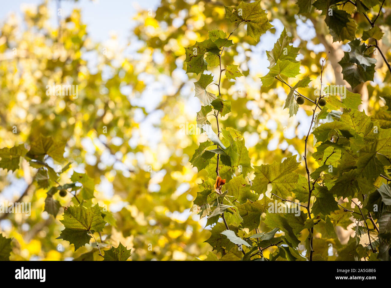 In der Nähe auf einer Ebene Baum mit seinen gelben und grünen Blätter im Herbst. Auch als Bergahorn, oder Platanus bekannt, der Baum ist ein Symbol der Fallen im Norden er Stockfoto