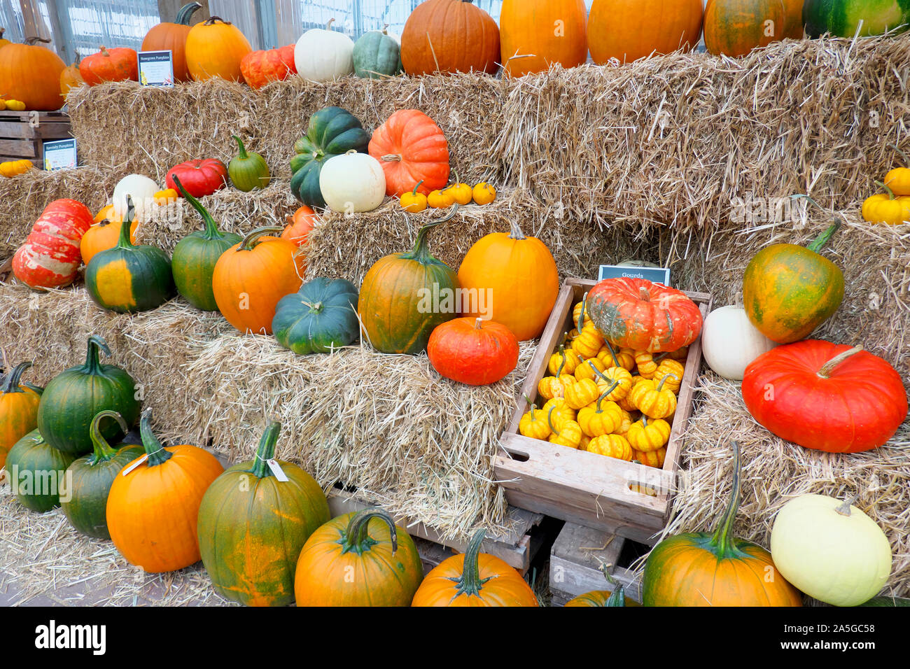 Kürbisse auf dem Display Stockfoto