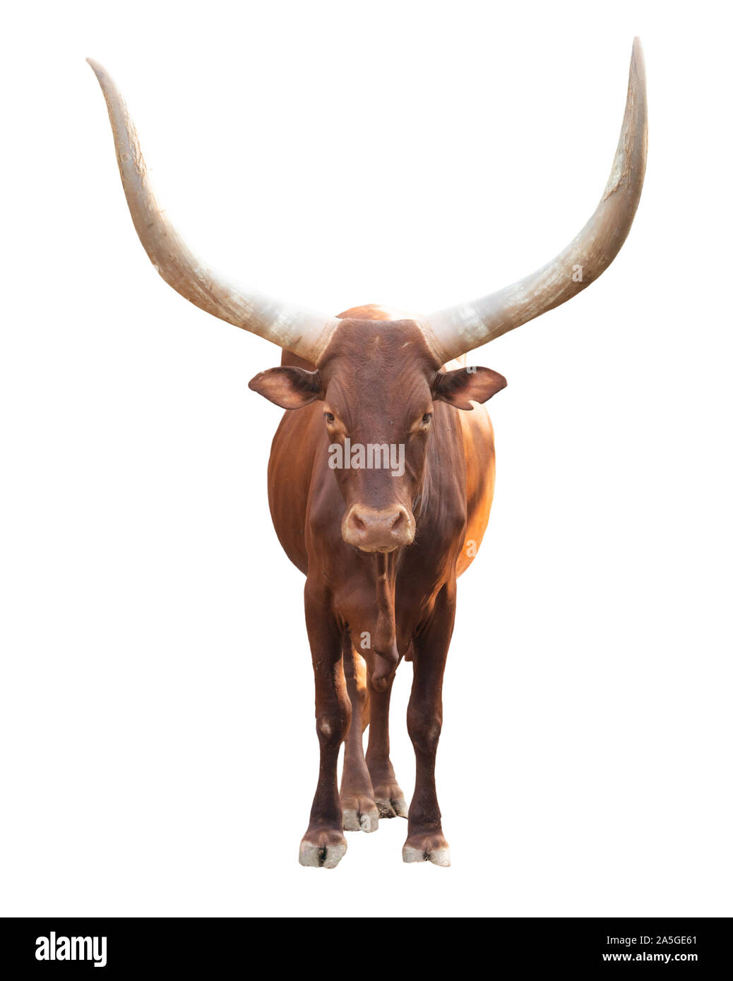 Weibliche ankole watusi auf weißem Hintergrund Stockfoto