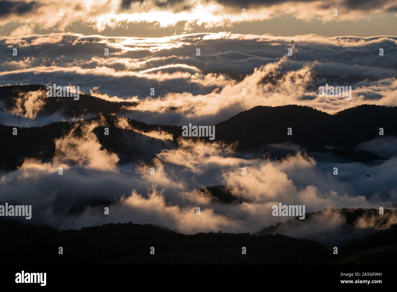 Nebliger Sonnenaufgang mit Blick auf den Pisgah National Forest am Blue Ridge Parkway, in der Nähe der Brevard, North Carolina, USA Stockfoto