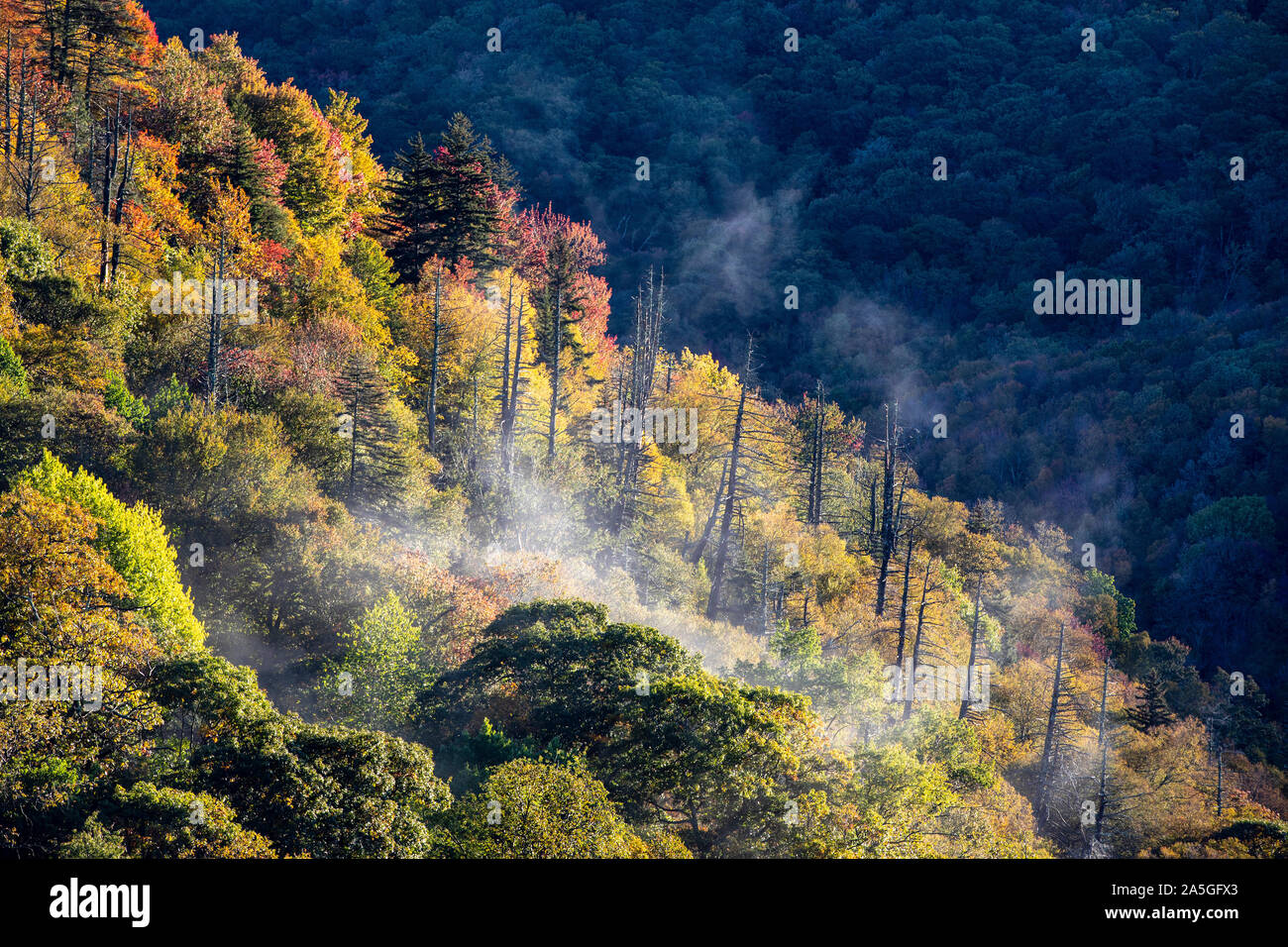 Herbst Farbe auf dem Blue Ridge Parkway, in der Nähe von Asheville, North Carolina, USA Stockfoto