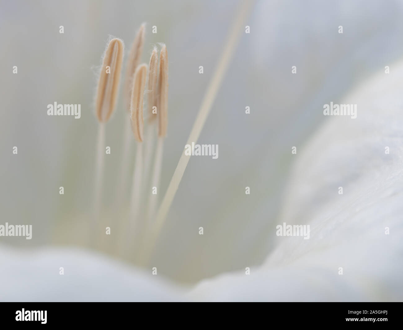 Nahaufnahme von jimson Weed (Stechapfel Wrightii) Staubgefäßen Stockfoto