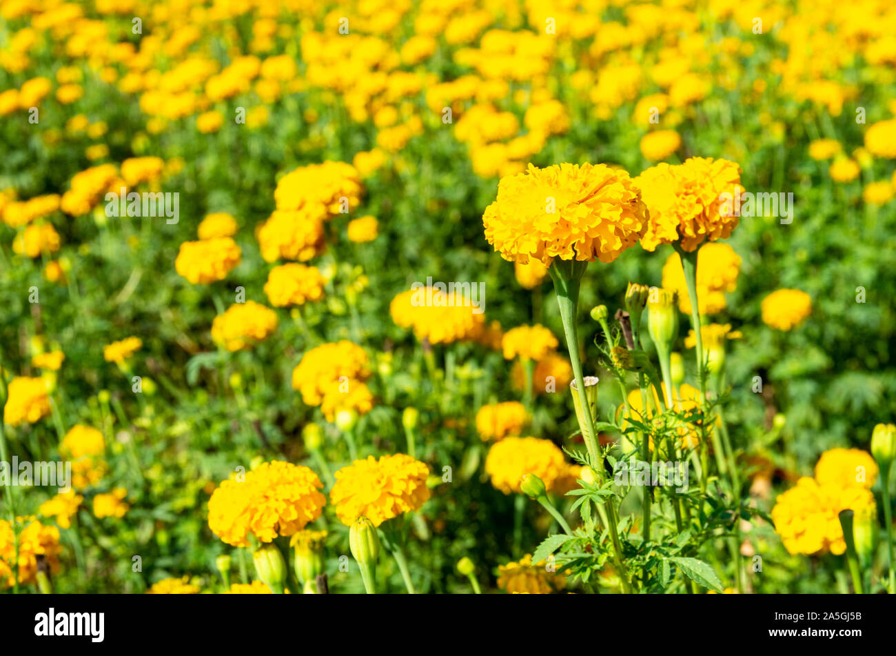 Blumen wiese mit Tagetes (Tagetes erecta) - ausgewählte Fokus - text Raum Stockfoto