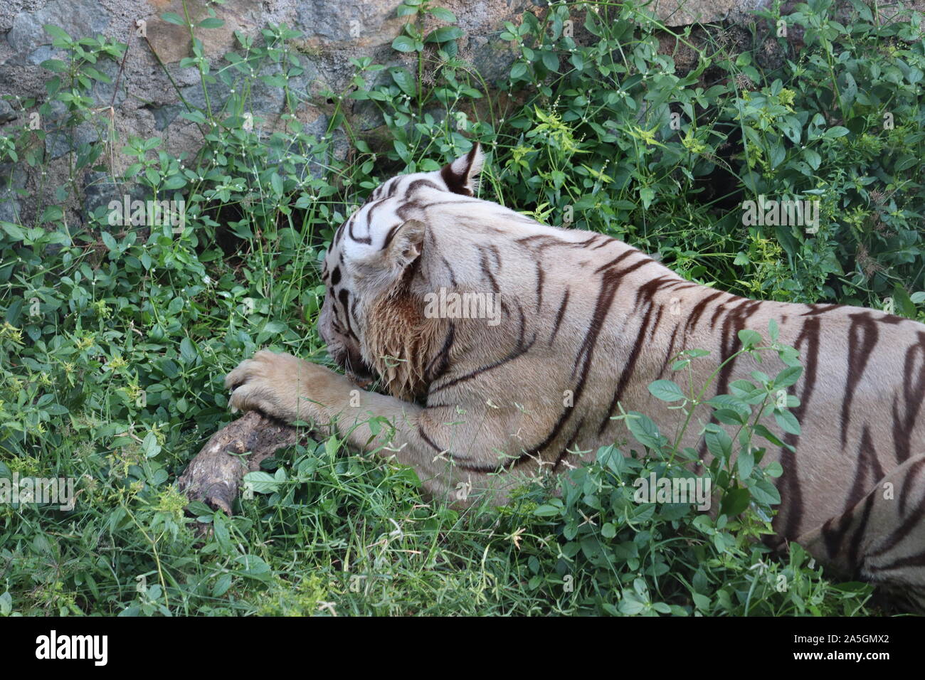 Tiger spielt im Wasser auf dem Berg. - Bild Stockfoto