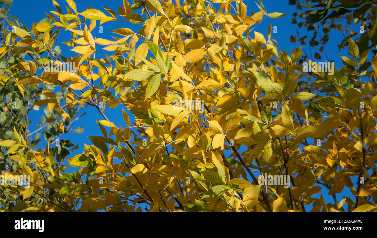 Gelbe Laub. Gelbe Blätter Hintergrund. Herbst Landschaft. Stockfoto