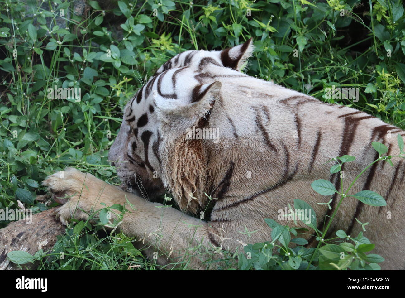 Tiger spielt im Wasser auf dem Berg. - Bild Stockfoto