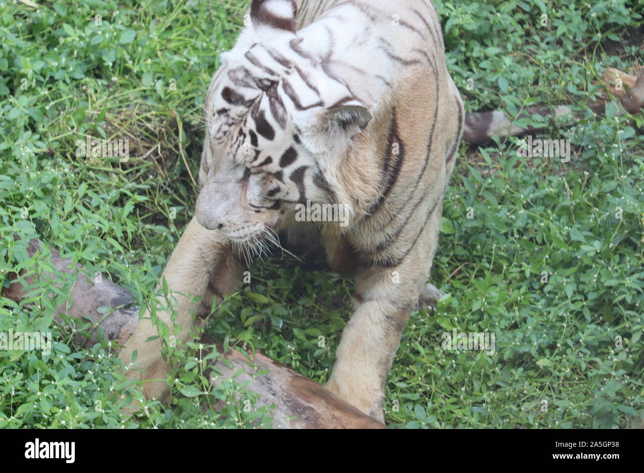 Look White Tiger In Animal Stockfotos Und Bilder Kaufen Alamy