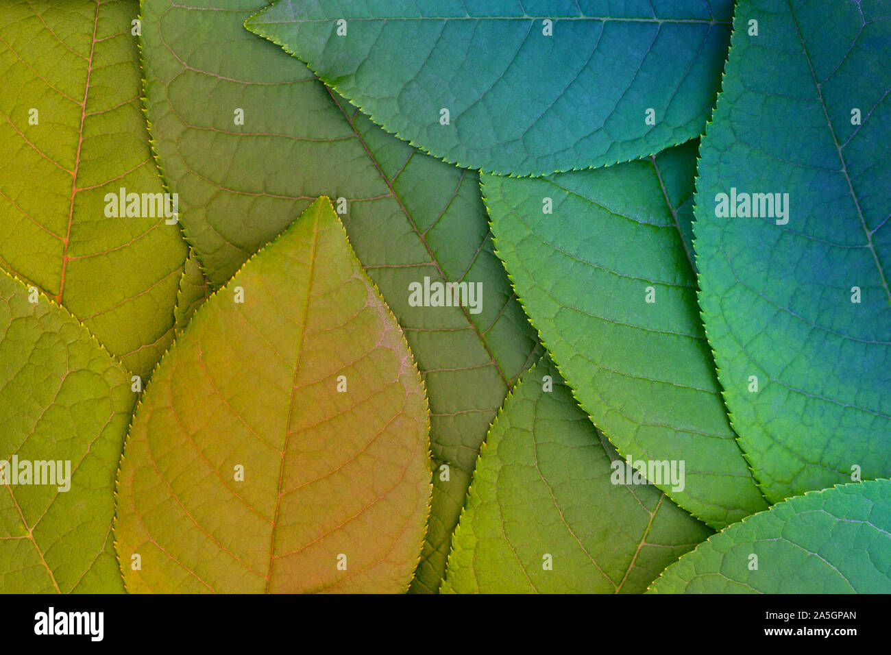 Abstrakte Anordnung der Blätter mit diagonal Trennung von ungewöhnlichen Farben Stockfoto