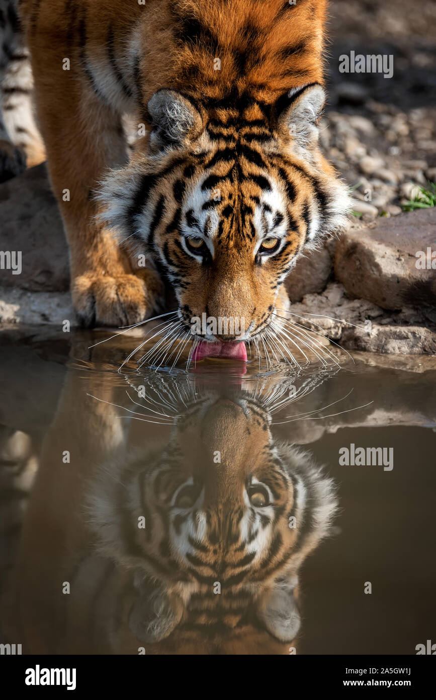 Tiger männlich Trinkwasser. Wildlife Szene mit Gefahr Tier Stockfoto