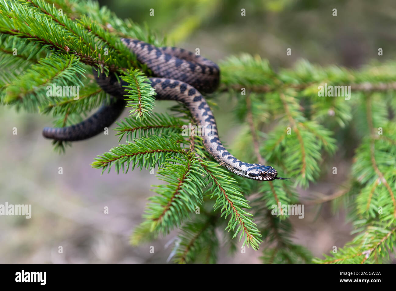 Closeup Schlange giftige Viper im Sommer auf Zweig des Baumes. Vipera berus Stockfoto