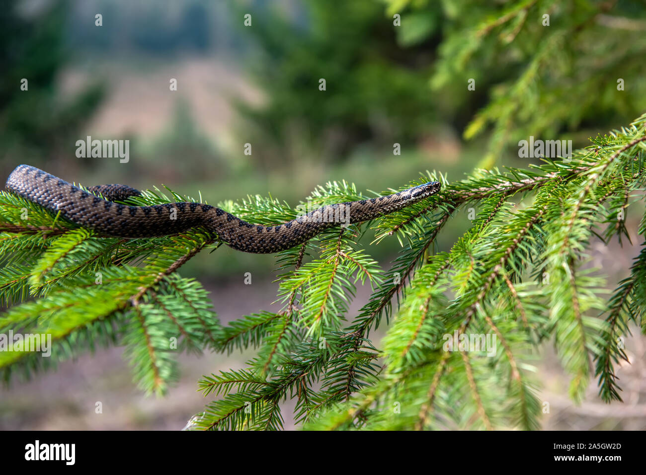 Closeup Schlange giftige Viper im Sommer auf Zweig des Baumes. Vipera berus Stockfoto