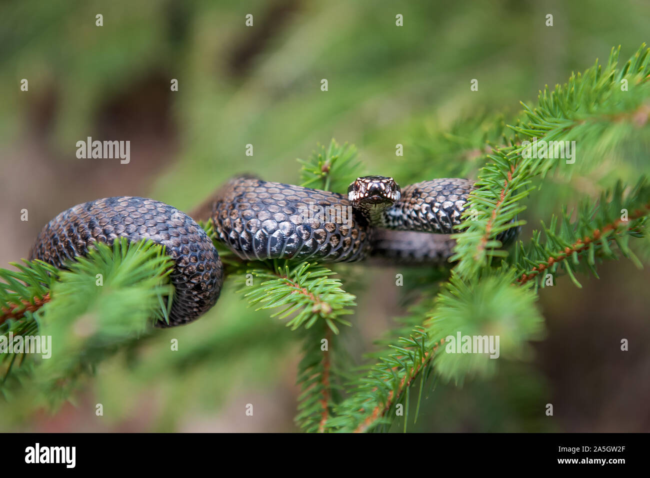 Closeup Schlange giftige Viper im Sommer auf Zweig des Baumes. Vipera berus Stockfoto