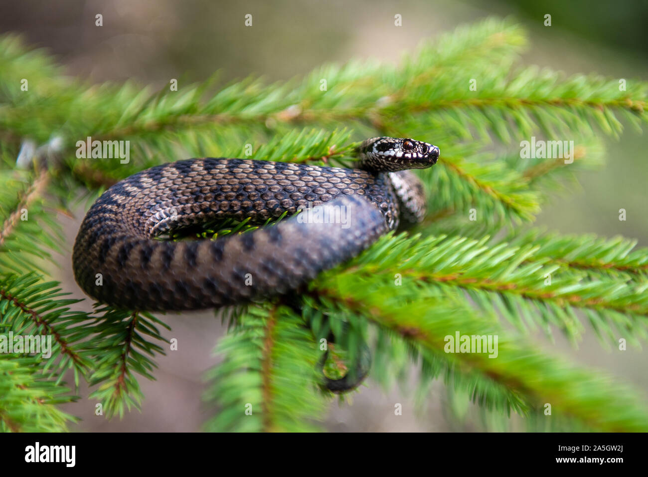 Closeup Schlange giftige Viper im Sommer auf Zweig des Baumes. Vipera berus Stockfoto