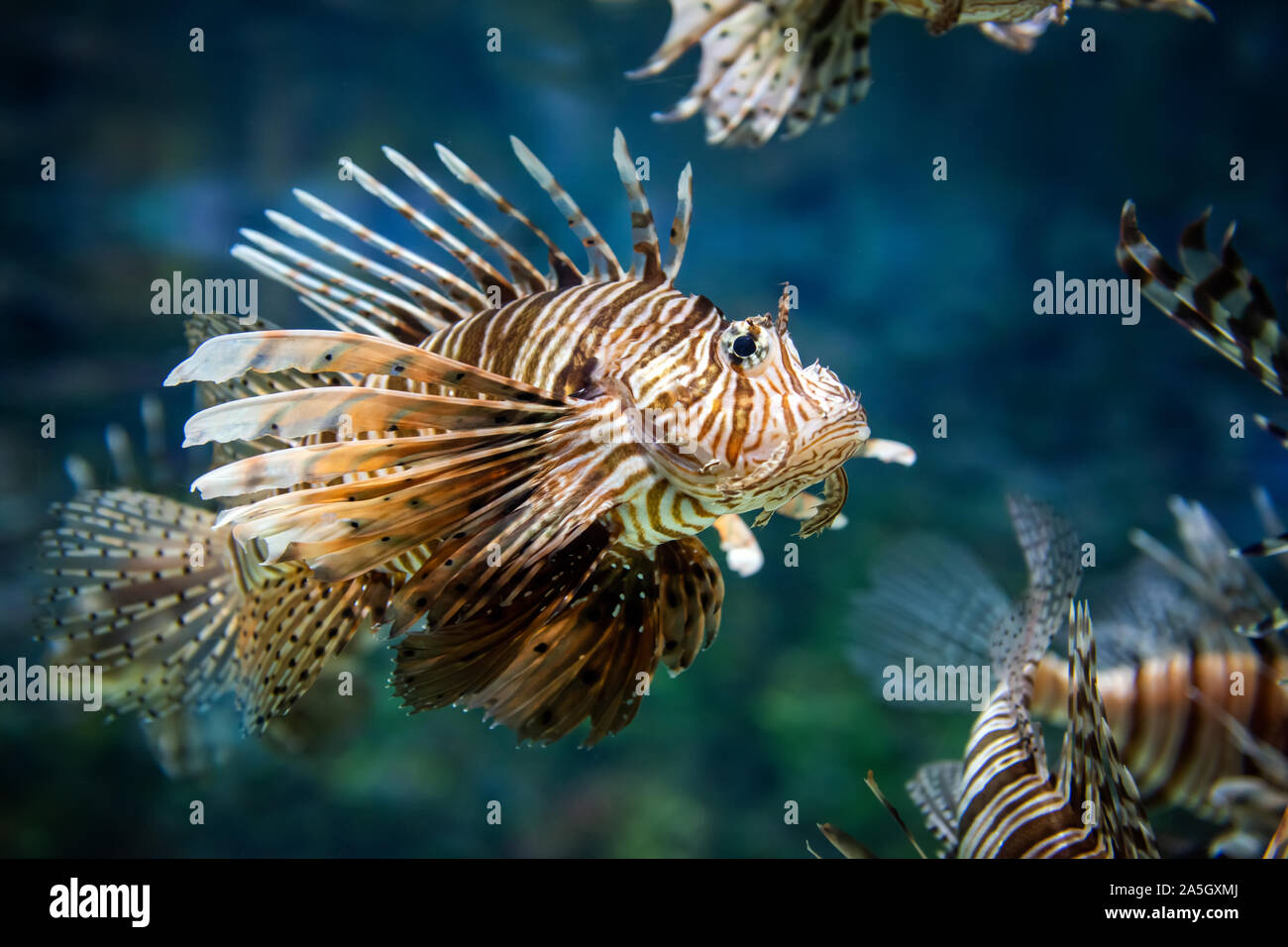 Schöne Löwe Fische schweben in der Mitte wasser Jagd für kleine Beutetiere im blauen Wasser. Wild lebende Tiere Stockfoto