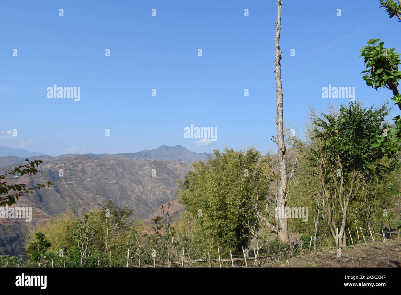 Bambusbaumgruppe in Nepal sehr starker Bambus Stockfoto