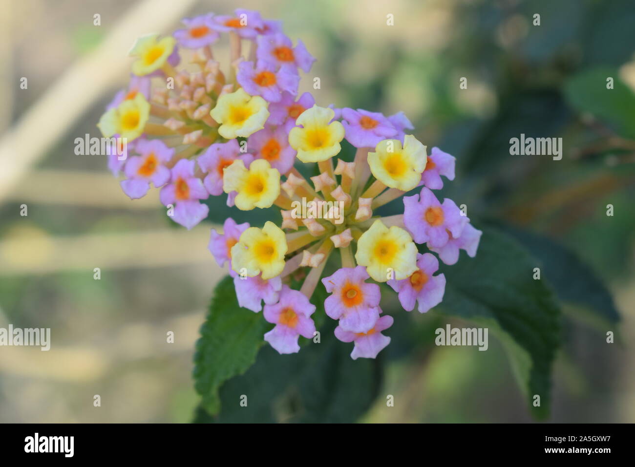 Schöne bunte Blume in meinem Garten Stockfoto