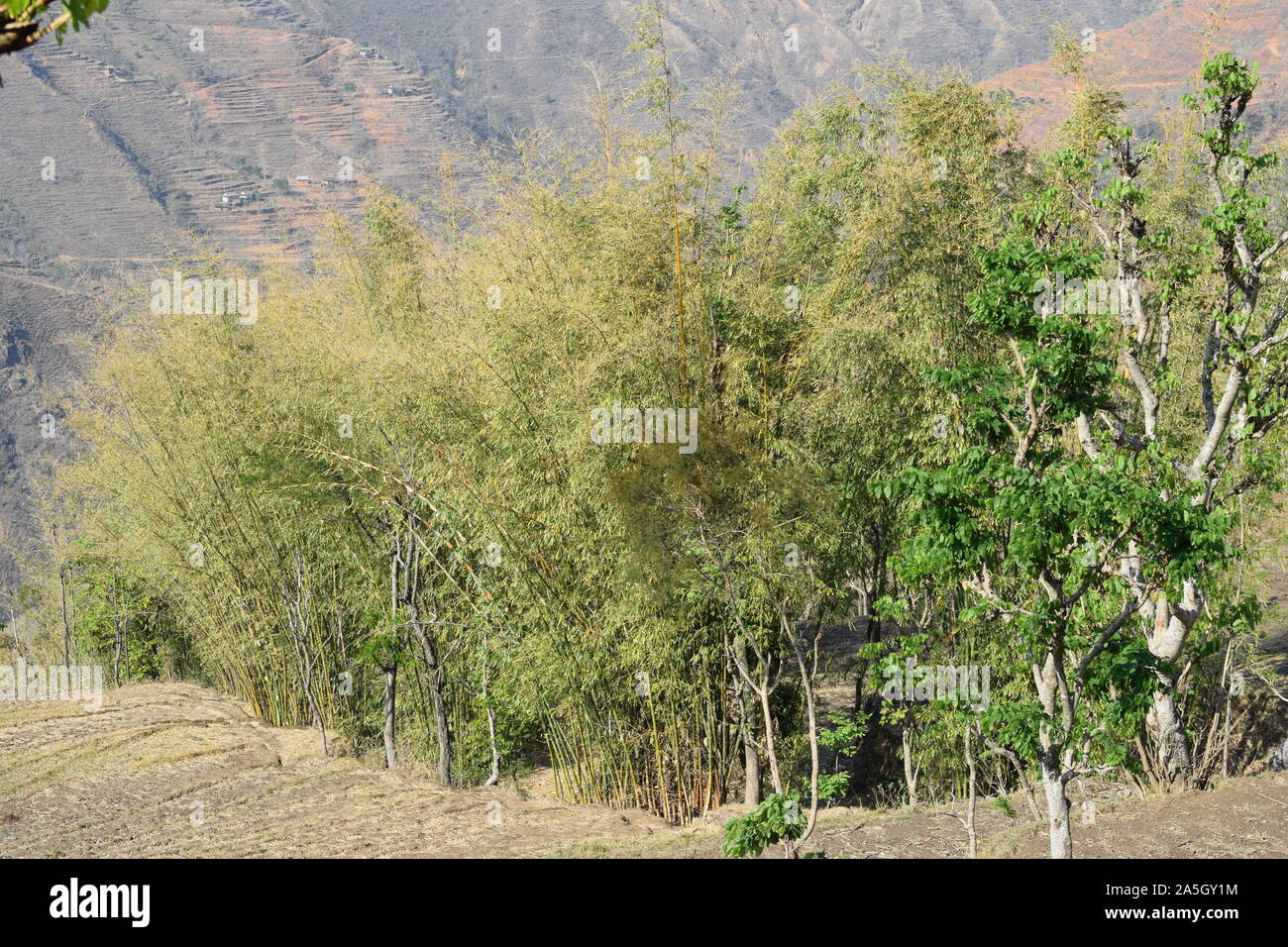 Bambusbaumgruppe in Nepal sehr starker Bambus Stockfoto