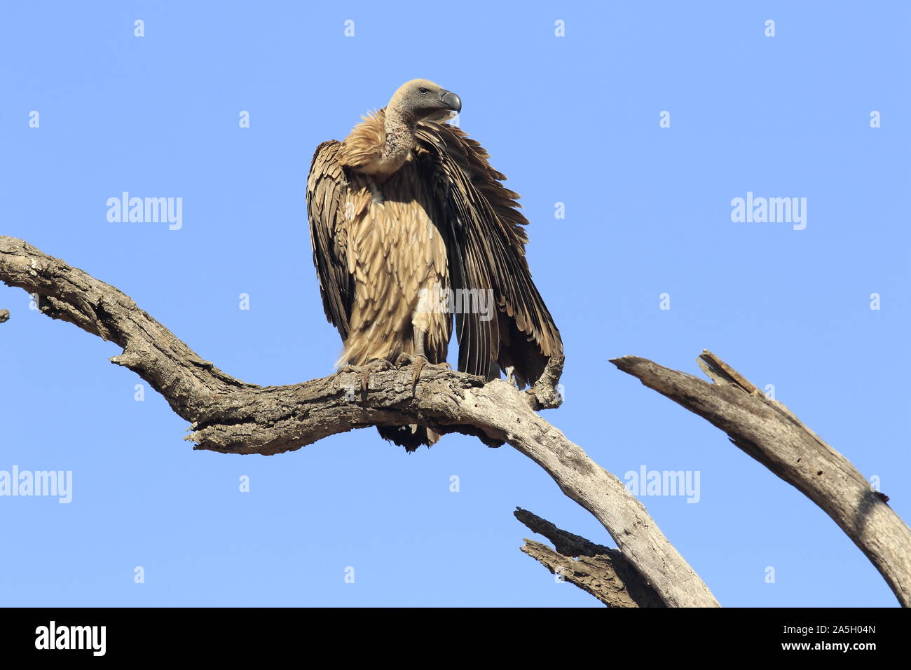 Afrikanische Geier Stockfoto