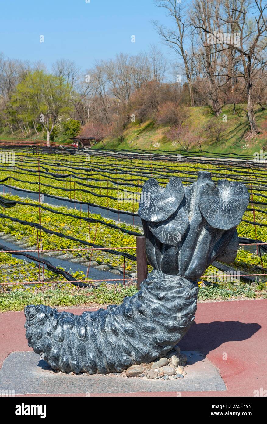 Skulptur Wasabi Rhizom vor Anbau, daio Wasabi Wasabi Farm, Nagano, Japan Stockfoto