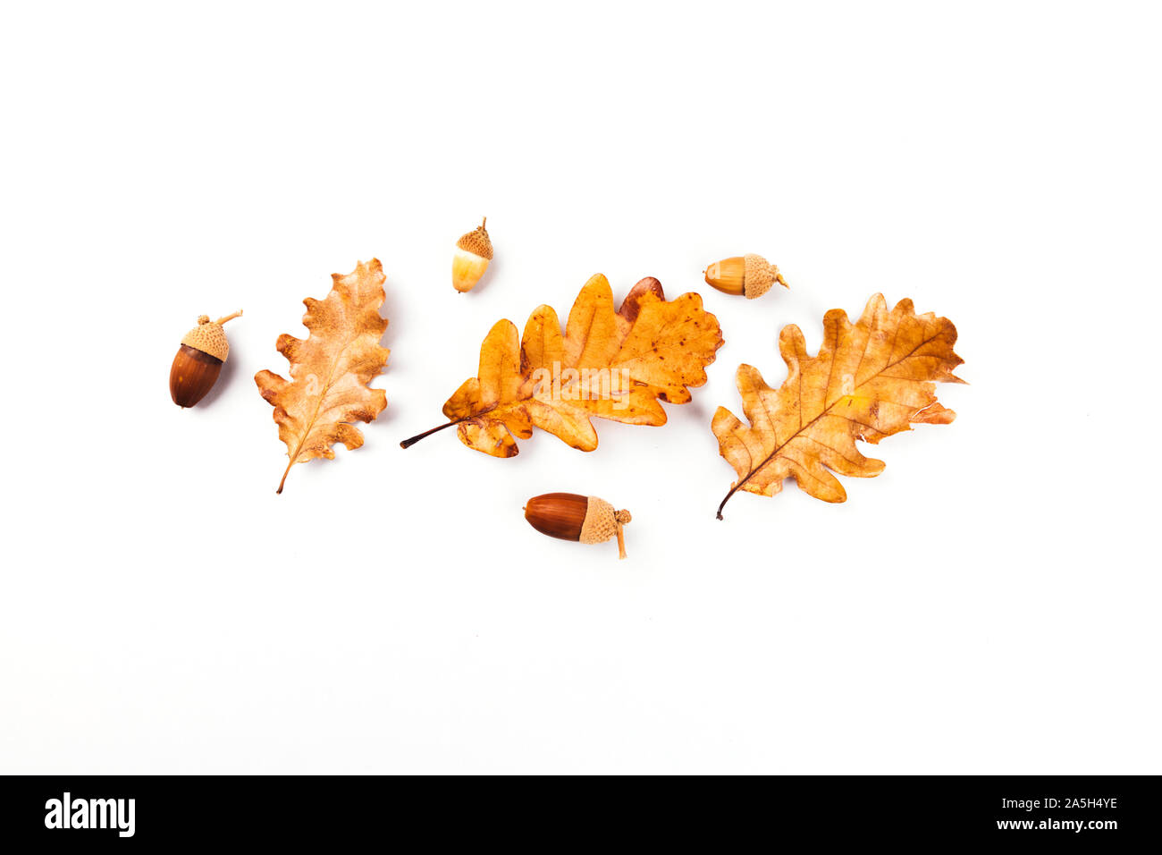 Herbst Herbst Blätter von Bäumen, Hagebutte. Flach, Ansicht von oben. Zusammensetzung für Ihre Konstruktion. Stockfoto
