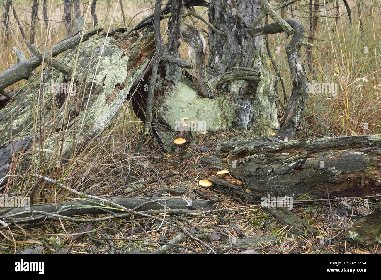 Pilze im Wald Stockfoto