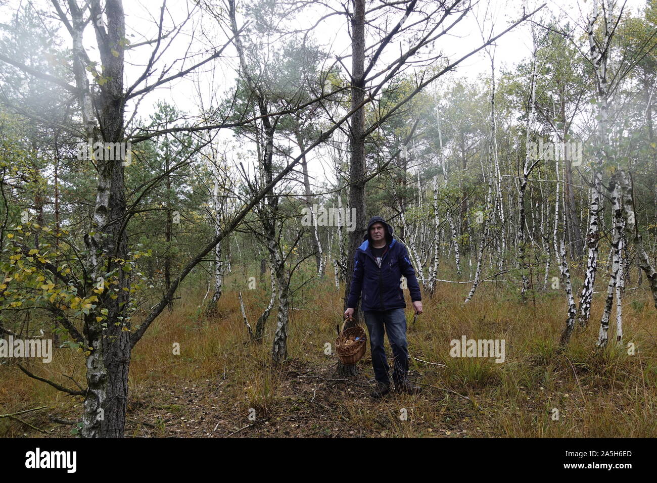 Man Pilze im Wald Stockfoto