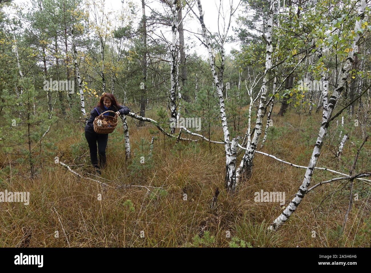 Frau Pilze sammeln im Wald Stockfoto