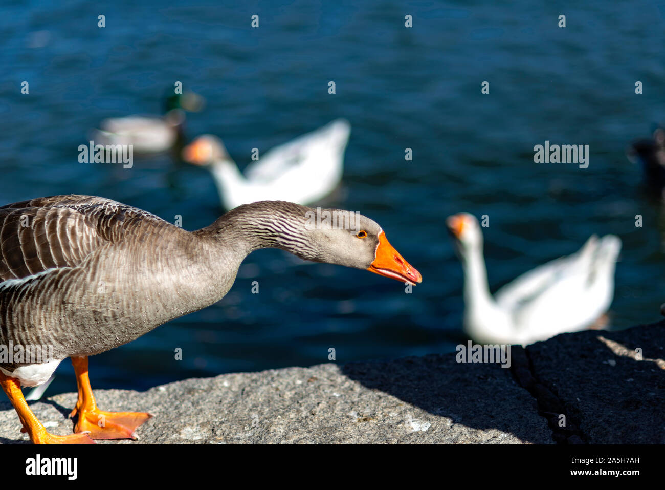 Enten von City Park Stockfoto