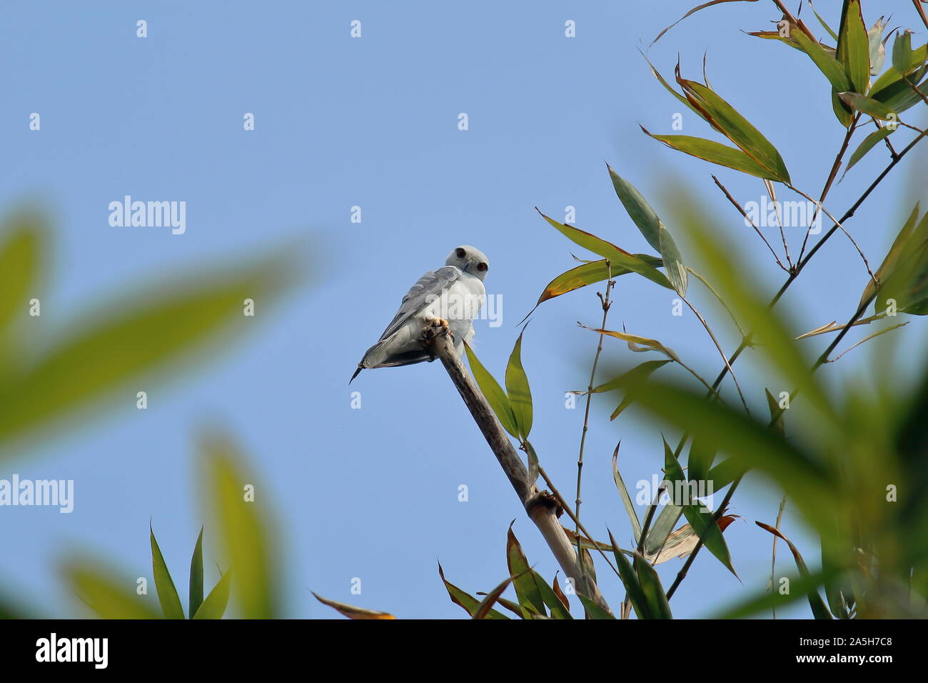 Schwarz - geflügelte Drachen oder Schwarz - geschultert Kite (Elanus caeruleus) sitzt auf der Spitze der Bambus Zweig, Landschaft von West Bengalen in Indien Stockfoto