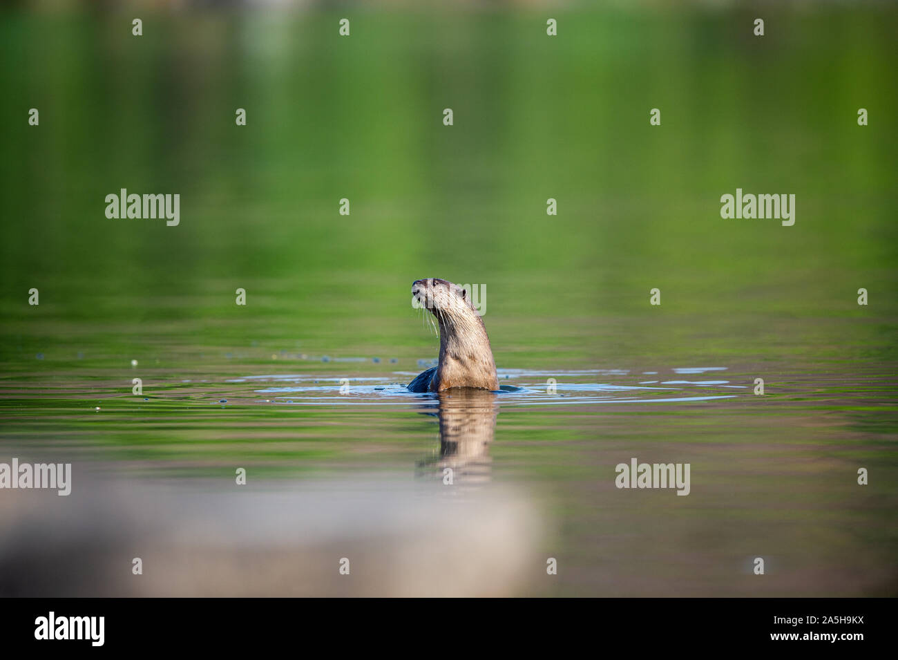 Gefährdete Tier glatt beschichtet Otter oder Lutrogale perspicillata Spiegelbild spielen Im grünen ruhigen Wasser des ramganga Flusses, Jim Corbett National Park Stockfoto