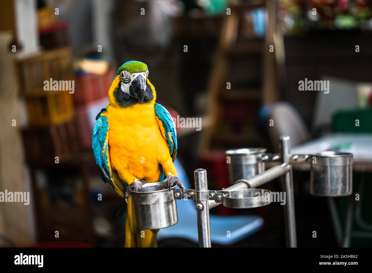 Sittich auf Anzeige an der lokalen Mong Kok Vogel Markt in Hongkong Stockfoto