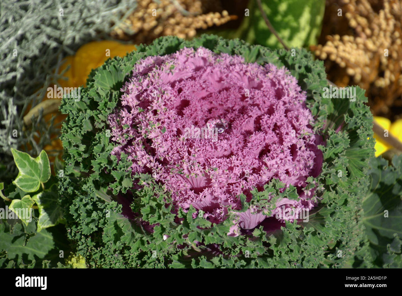 Blühende dekorative violett-rosa Kohl Anlage mit Wassertropfen im Zentrum, farbige Blätter von zierpflanzen Kohl als Gartendekoration Stockfoto