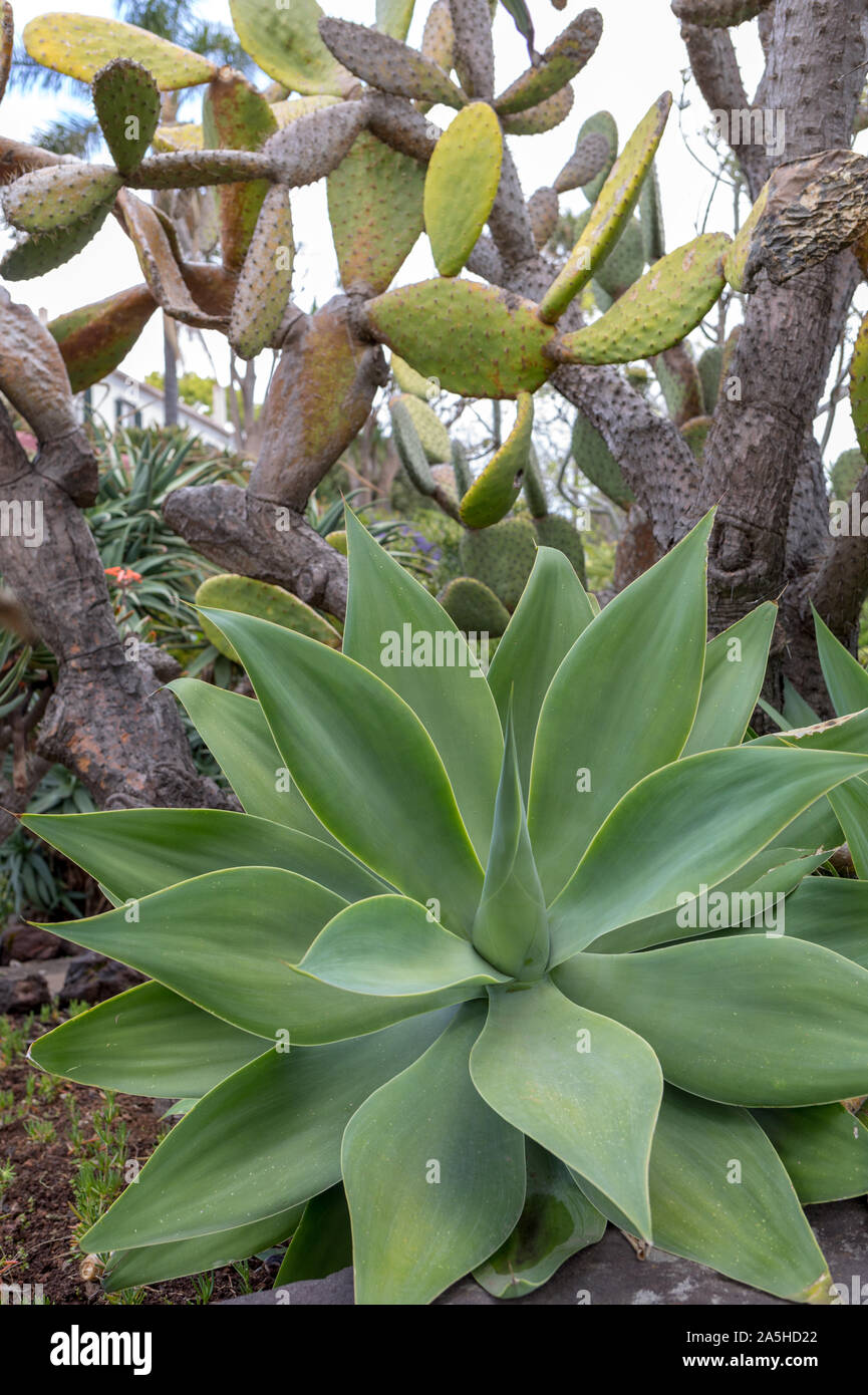 Grn grosse Bltter der Agave sukkulente Pflanze Stockfotografie - Alamy