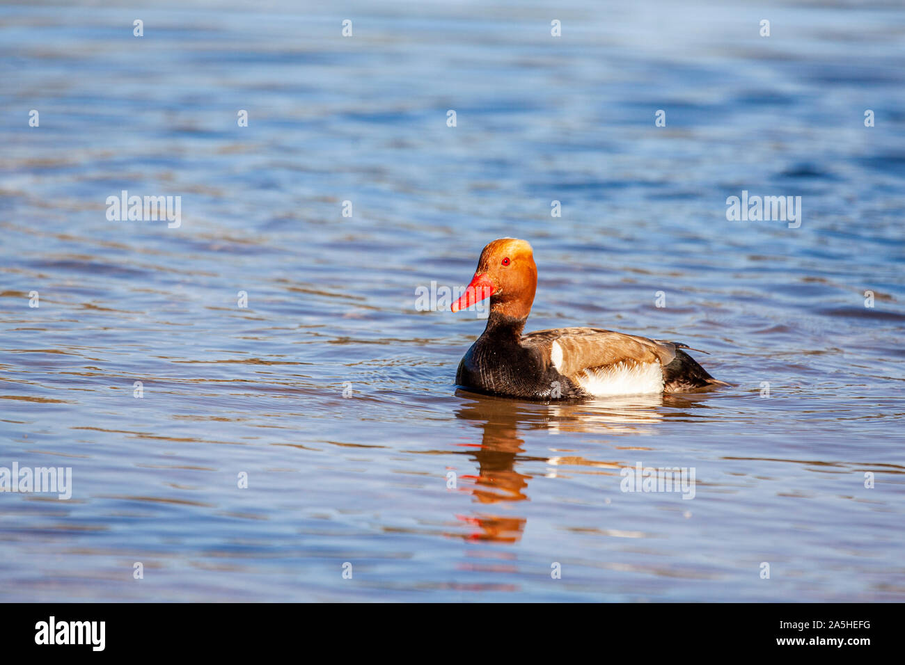 Kolbenente - Netta rufina -, Naturpark Las Lagunas de Ruidera, Ciudad Real, Spanien Stockfoto